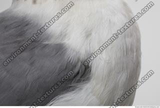 animal skin feathers seagull 0002